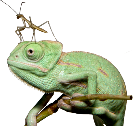 Chameleon with a praying mantis on its head